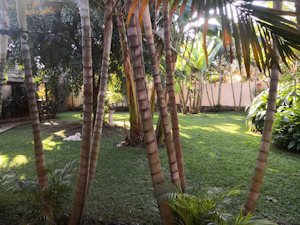 Blick in den Garten der G�stewohnung vom Haus