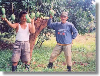 Obstfarm Plantage Philippinen Luzon zum Kaufen