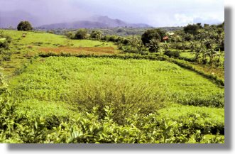 Farmen Farmland Plantage Obstfarm bei Batangas auf der Insel Luzon Philippinen